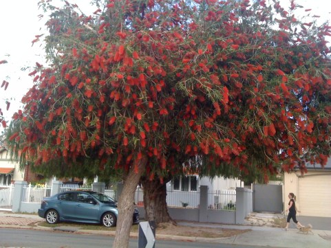 2012_1102novcupcake20120012