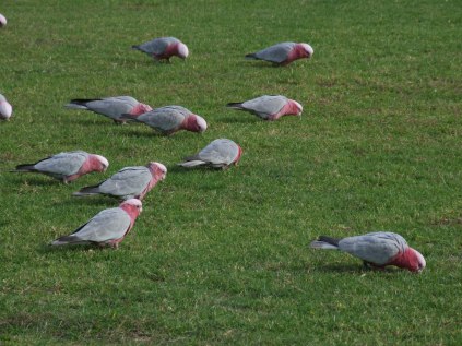 2006_0505studynew0024