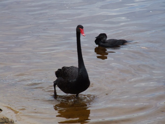 2006_0815bibralakeaug080100